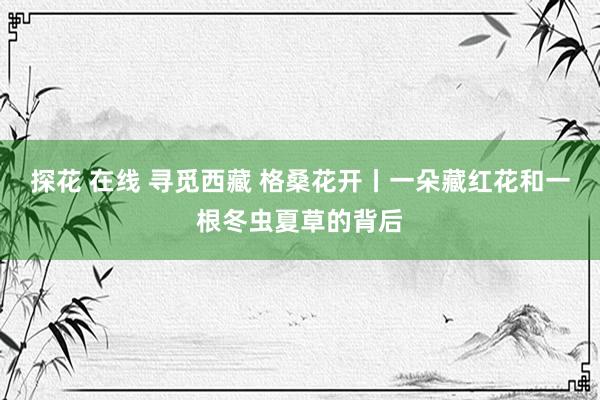 探花 在线 寻觅西藏 格桑花开丨一朵藏红花和一根冬虫夏草的背后